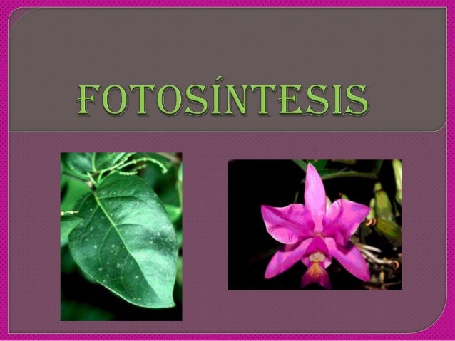 Descargar diapositivas de la fotosintesis 31 Descargar diapositivas de la fotosintesis 65